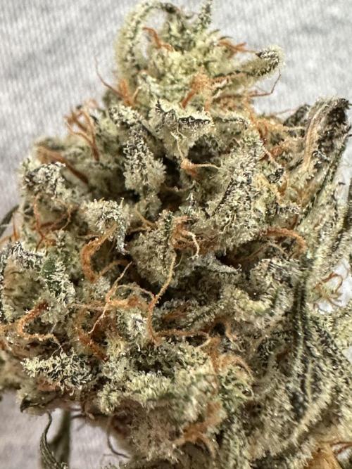 Mephisto genetics. Week 13