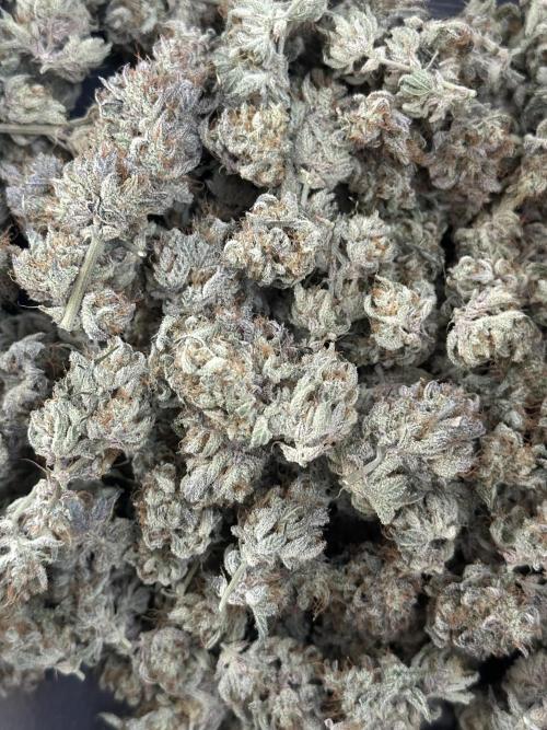 Mephisto genetics. Week 13