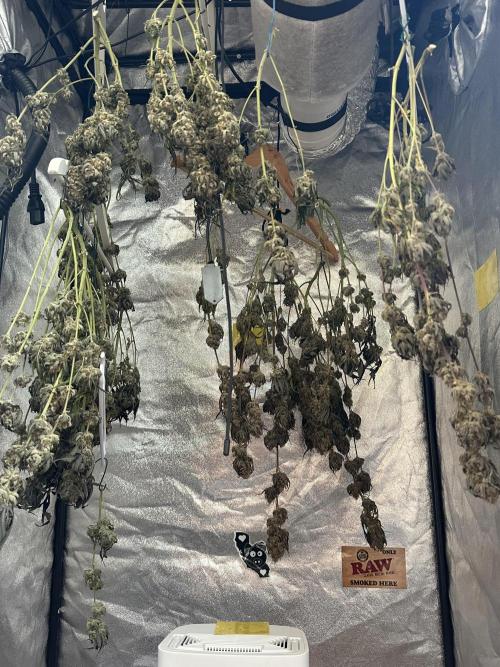 Mephisto genetics. Week 13