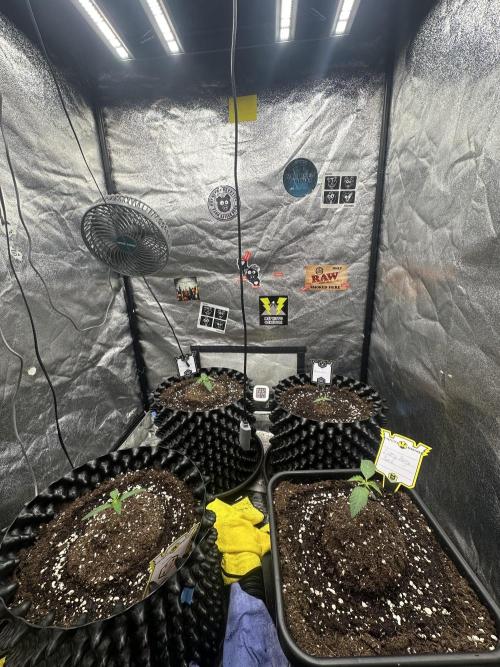 Mephisto Genetic 4strain. Week 1