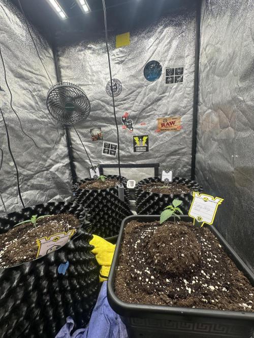 Mephisto Genetic 4strain. Week 1