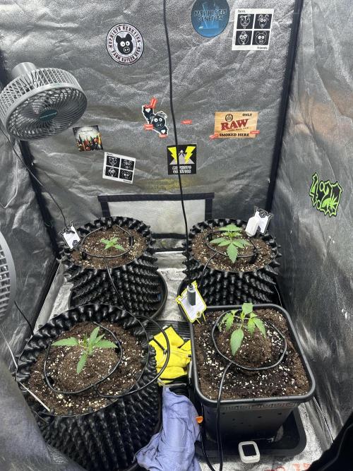 Mephisto Genetic 4strain. Week 2