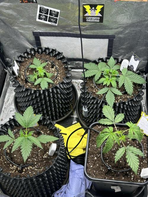 Mephisto Genetic 4strain. Week 3