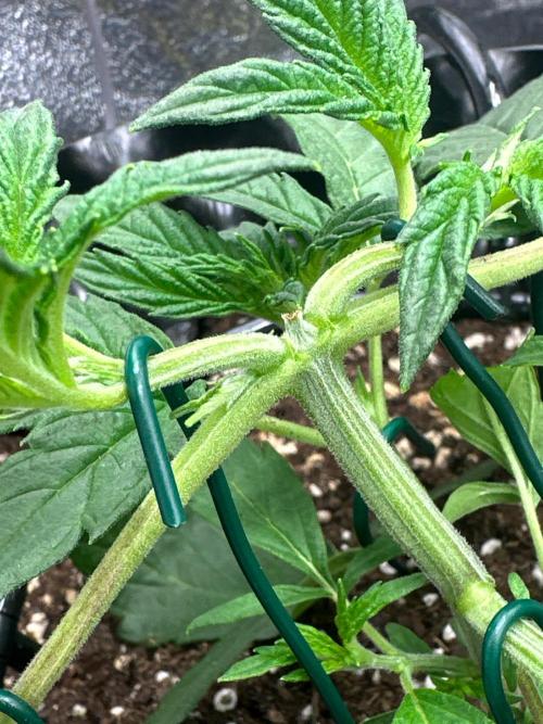 Mephisto Genetic 4strain. Week 3