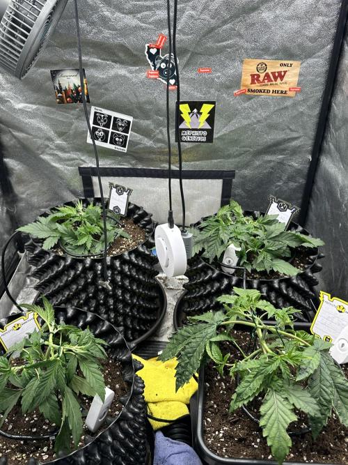Mephisto Genetic 4strain. Week 4