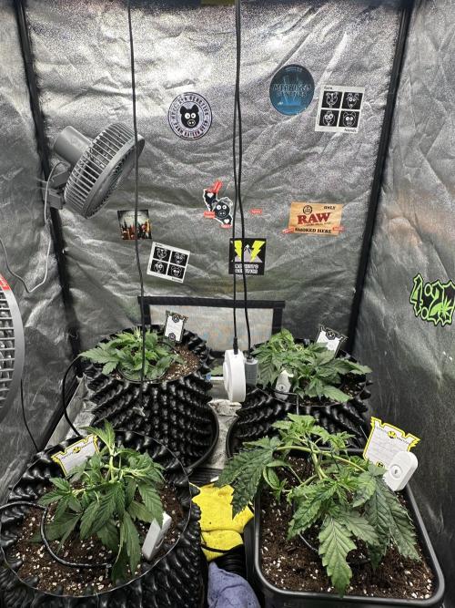 Mephisto Genetic 4strain. Week 4