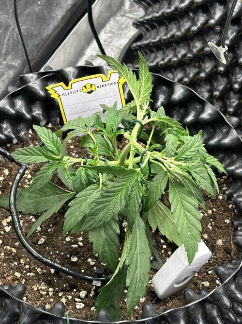 Mephisto Genetic 4strain. Week 4