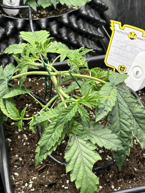 Mephisto Genetic 4strain. Week 4