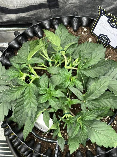 Mephisto Genetic 4strain. Week 4