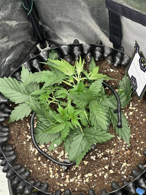 Mephisto Genetic 4strain. Week 4