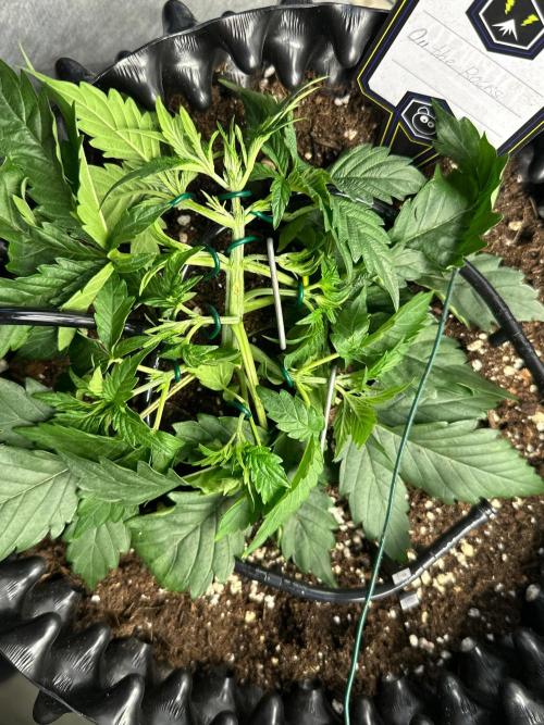 Mephisto Genetic 4strain. Week 4
