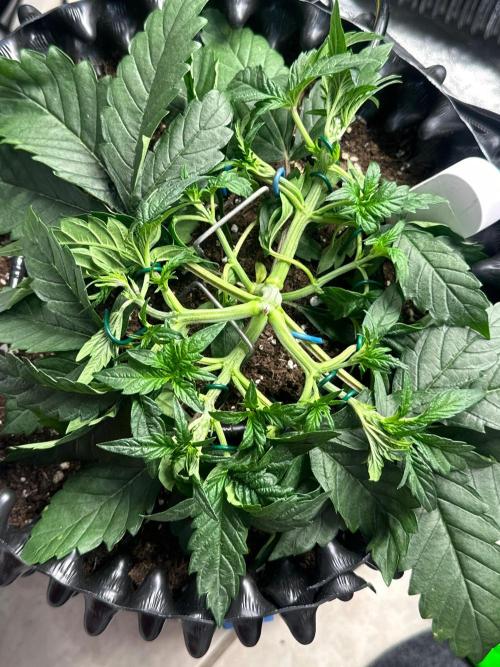 Mephisto Genetic 4strain. Week 4