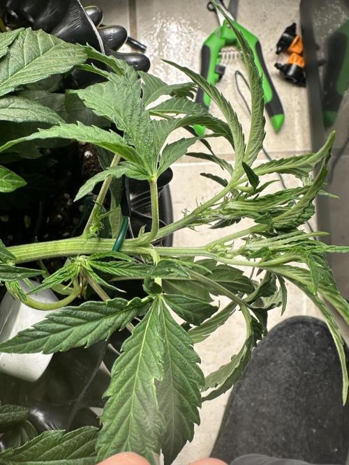 Mephisto Genetic 4strain. Week 5