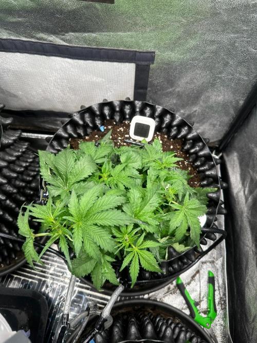 Mephisto Genetic 4strain. Week 5