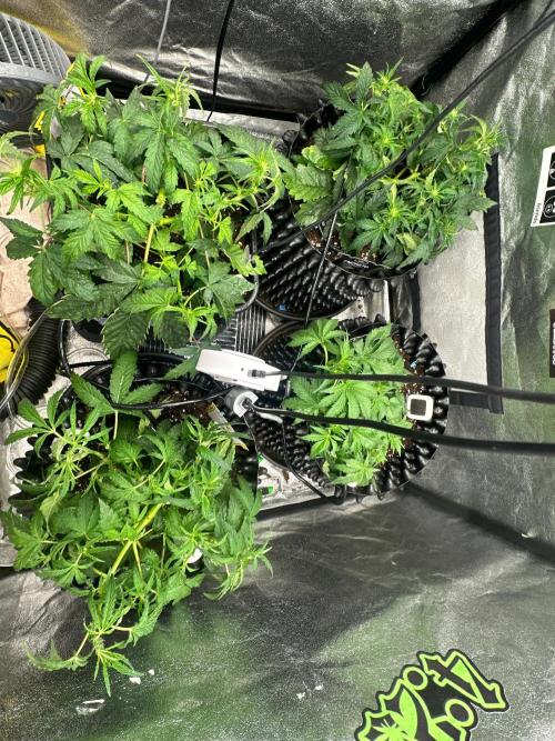 Mephisto Genetic 4strain. Week 5