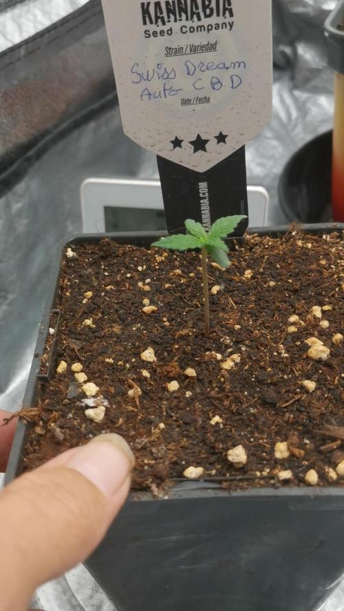 Swiss dream auto CBD