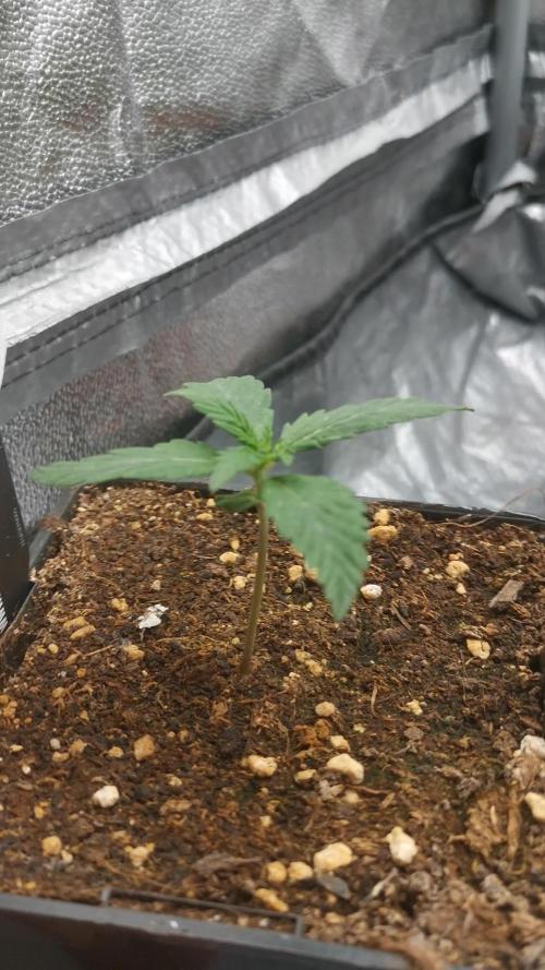 Swiss dream auto CBD