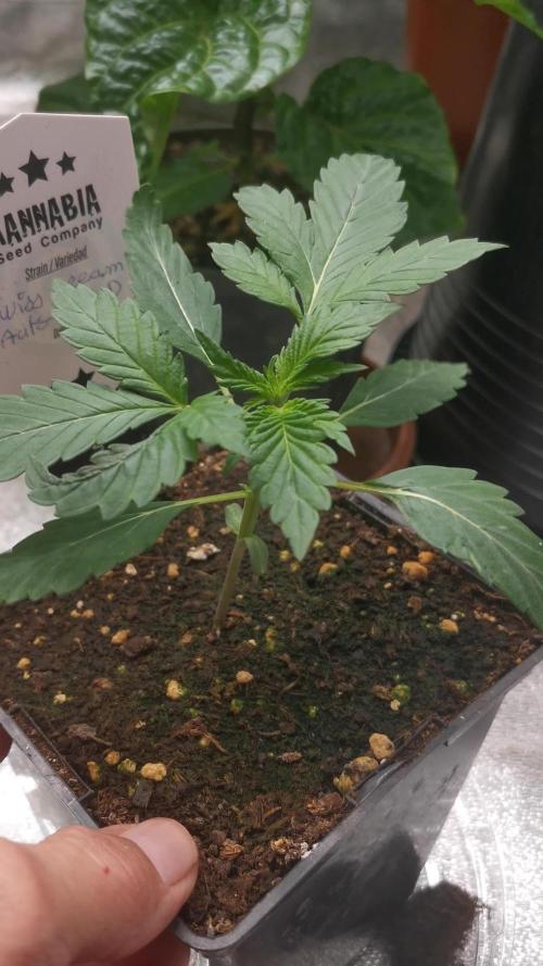 Swiss dream auto CBD