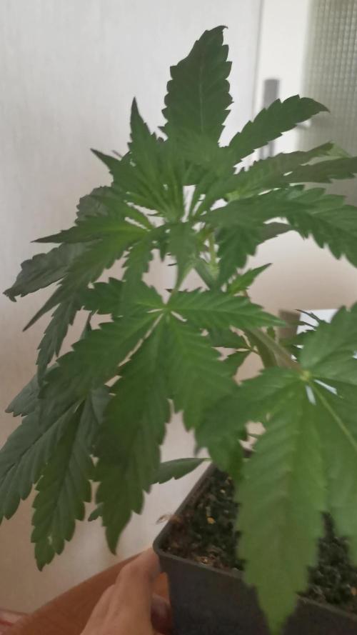 Swiss dream auto CBD