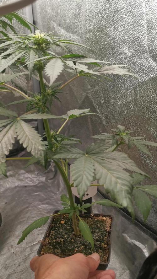 Swiss dream auto CBD