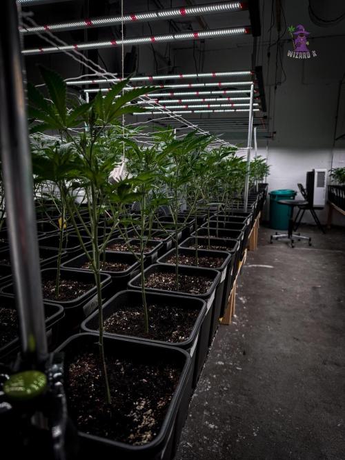 First legal German CSC run 300plants. Week 2