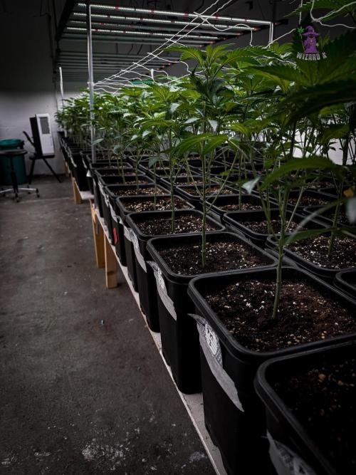 First legal German CSC run 300plants. Week 2