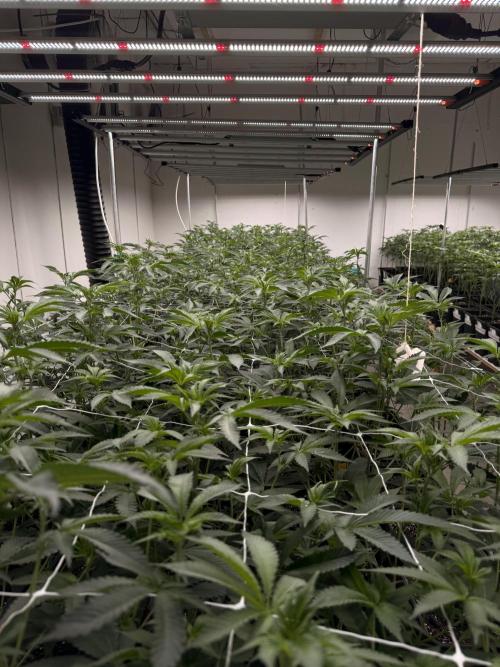 First legal German CSC run 300plants. Week 3