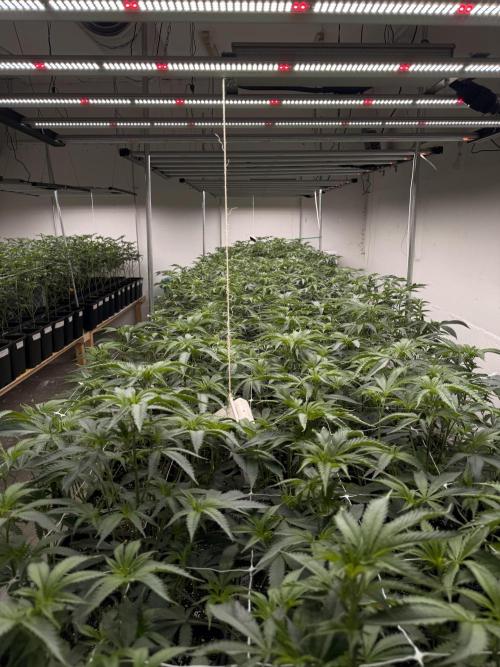 First legal German CSC run 300plants. Week 3