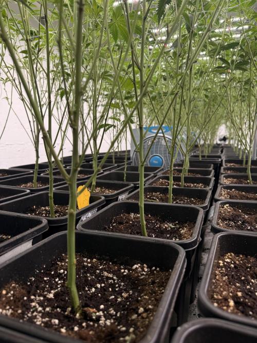 First legal German CSC run 300plants. Week 4