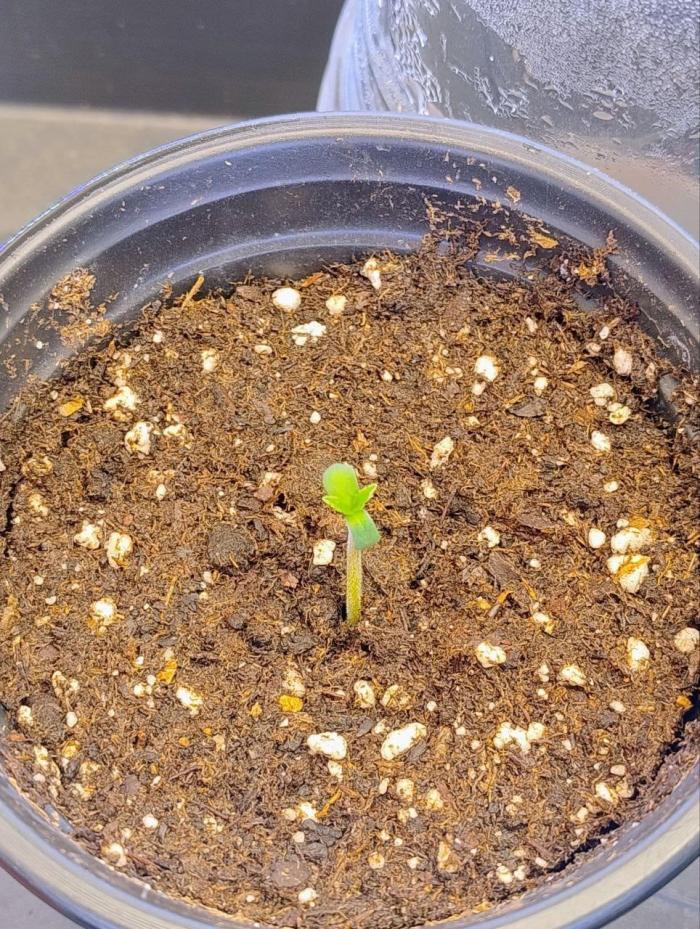 RS11 x Banana OG. Week 0 - 🌱 Seedling has emerged!
