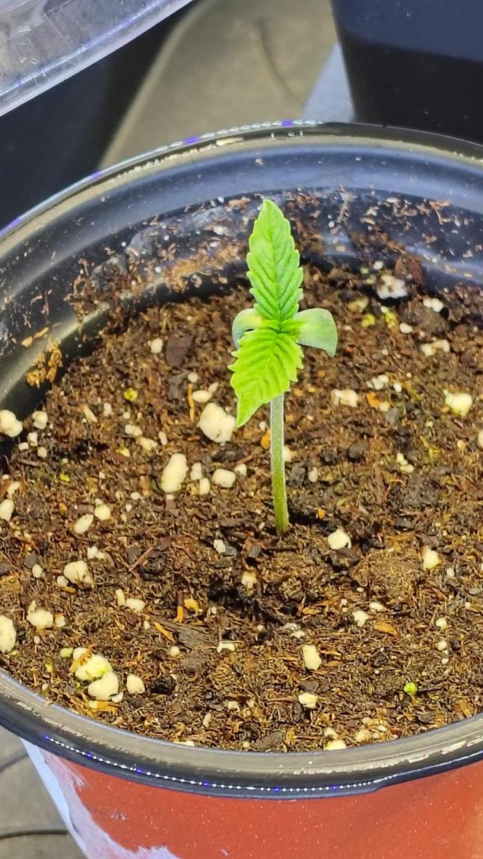 RS11 x Banana OG. Week 1 - 🌱 Week 1 – Early Seedling Stage
