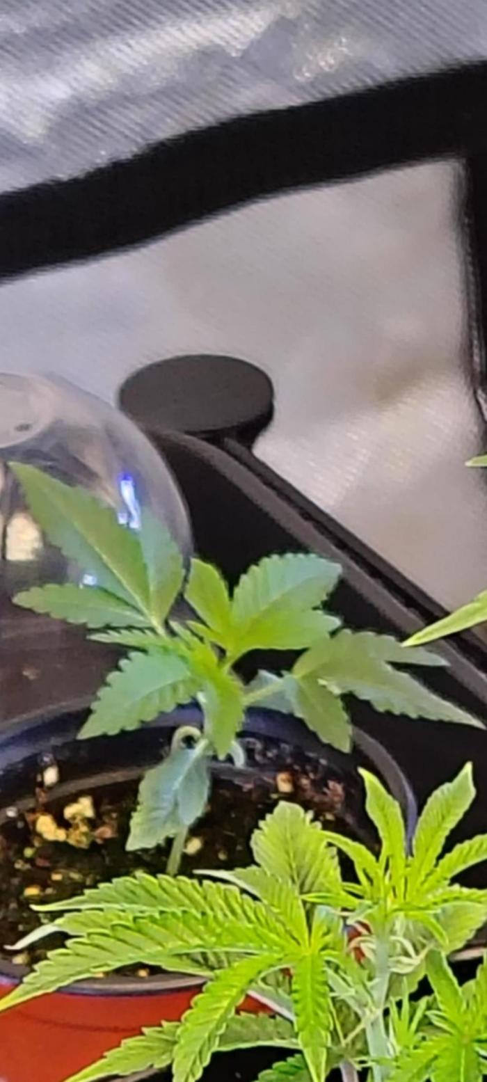 RS11 x Banana OG. Week 2 - 🌿 Week 2 – Early Vegetative Growth
