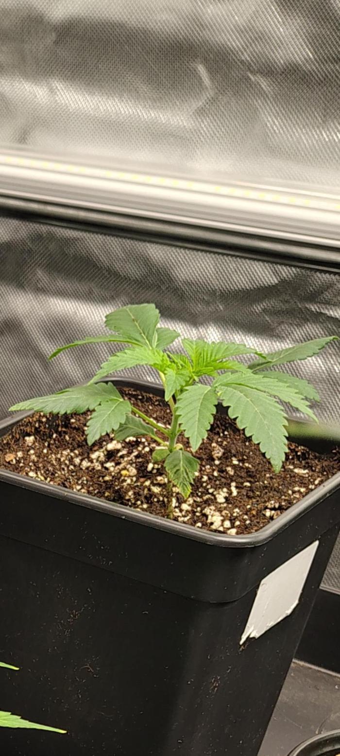 RS11 x Banana OG. Week 3 - 🌿 Week 3 – Vegetative Growth & Transplant
