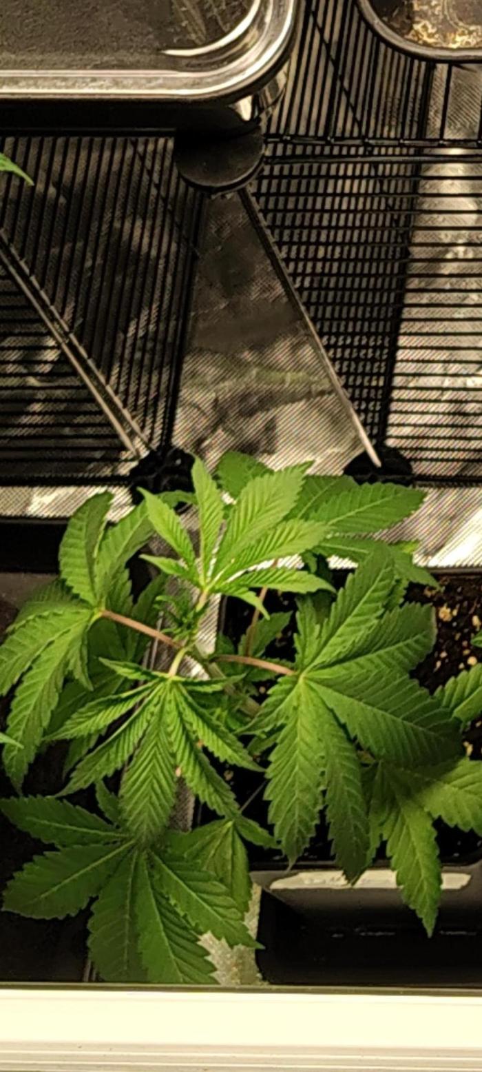 RS11 x Banana OG. Week 4 - 🌿 Week 4 – Vegetative Growth
