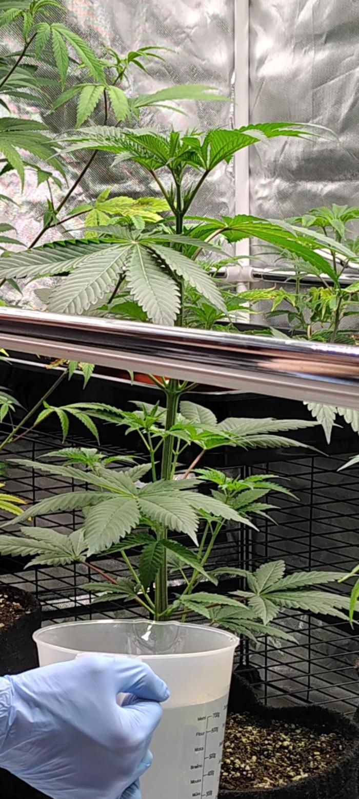 RS11 x Banana OG. Week 5 - 🌿 Vegetative Growth – Strong Development
