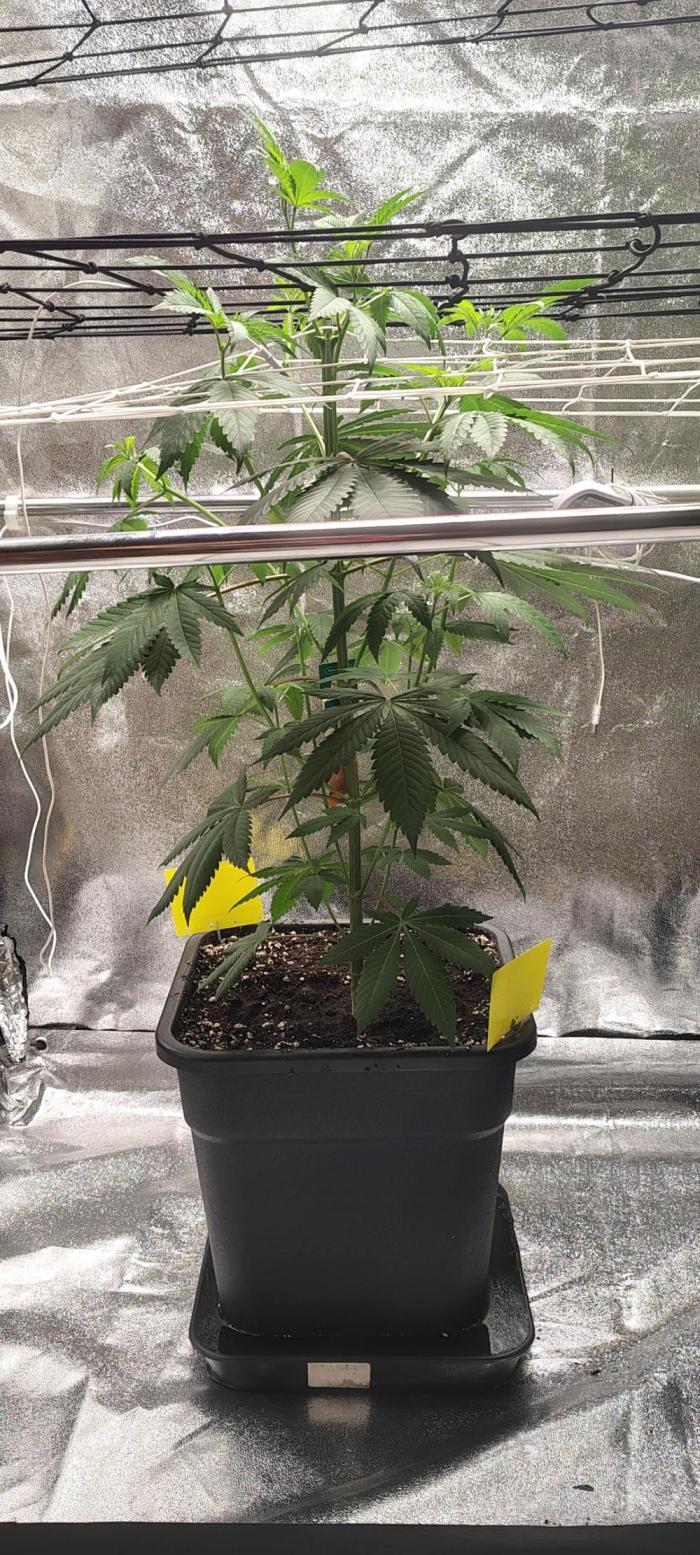RS11 x Banana OG. Week 6 - 🌸 Flower Week 1 – Transition Phase