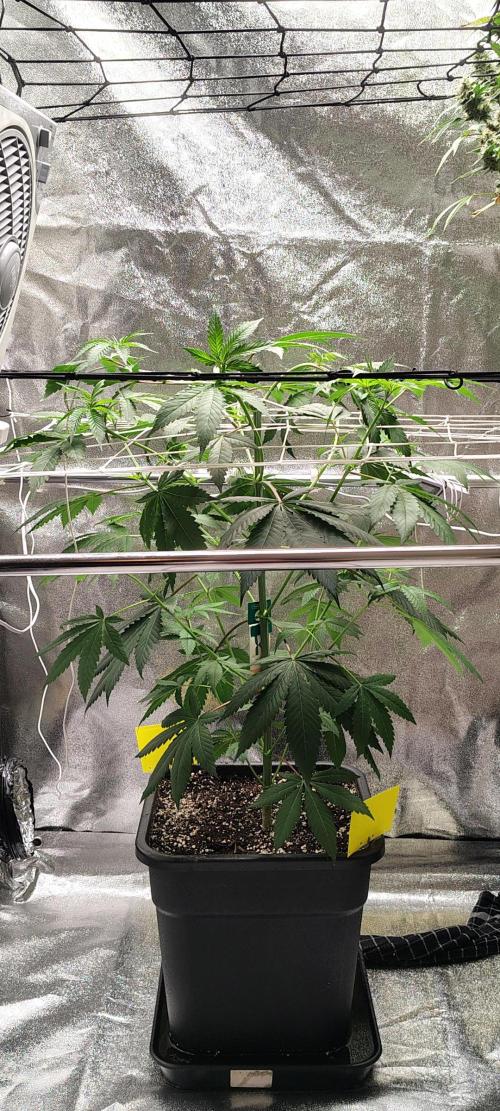 RS11 x Banana OG. Week 7 - 🌸 Flower Week 2 – Stretch & Canopy Control
