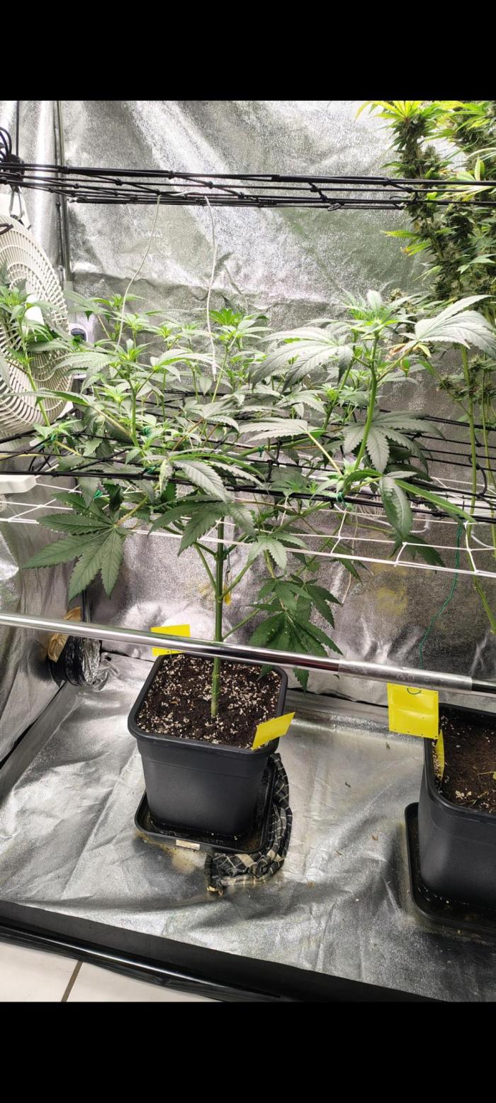 RS11 x Banana OG. Week 8 - 🌸 Flower Week 3 – End of Stretch & Early Flower Formation