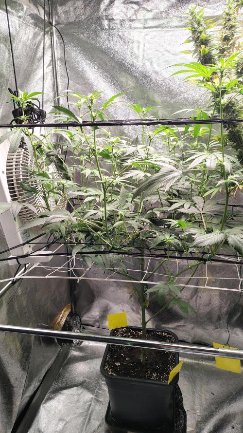 RS11 x Banana OG. Week 9 - 🌸 Flower Week 4 – Bud Set & Structure Locked In