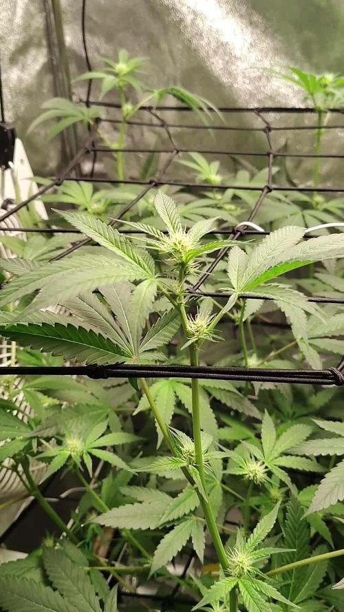 RS11 x Banana OG