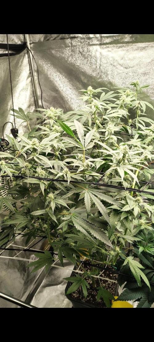 RS11 x Banana OG. Week 10 - 🌸 Flower Week 5 – Bud Development & Flower Stacking