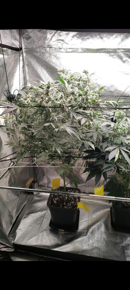 RS11 x Banana OG. Week 11 - 🌸 Flower Week 6 – Bulk Phase & Resin Production