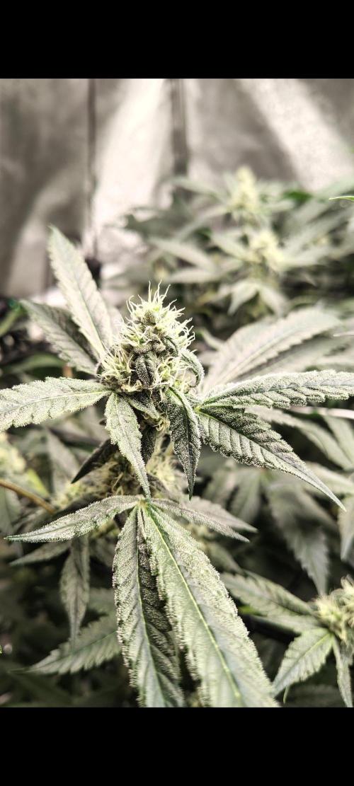 RS11 x Banana OG. Week 11