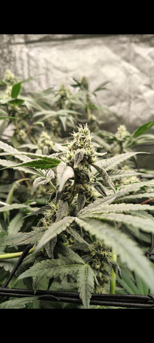 RS11 x Banana OG. Week 11