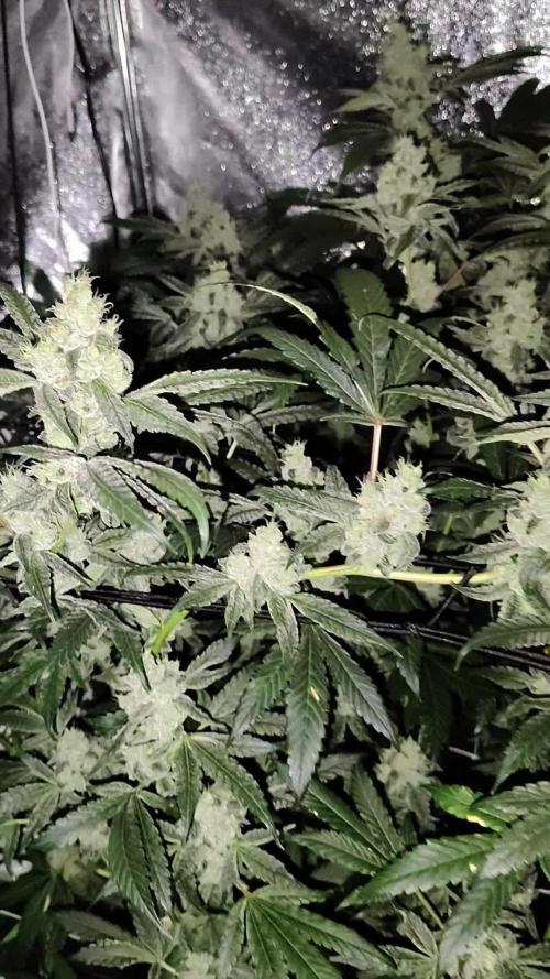 RS11 x Banana OG