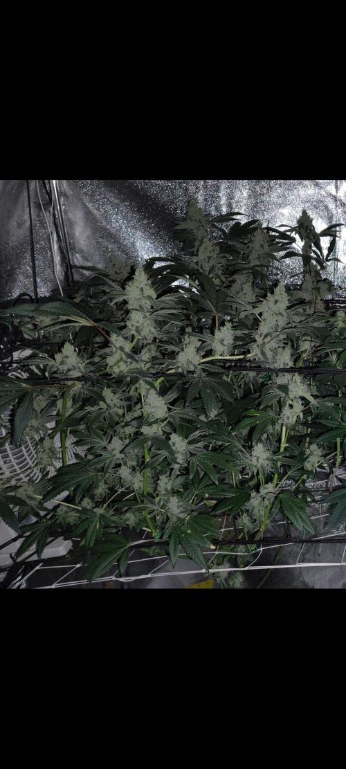 RS11 x Banana OG. Week 13