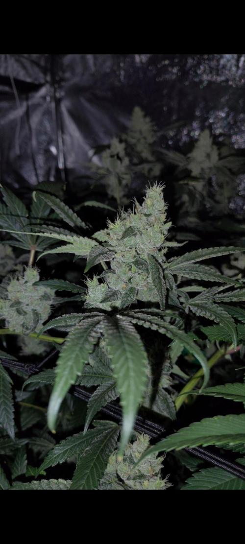 RS11 x Banana OG. Week 13