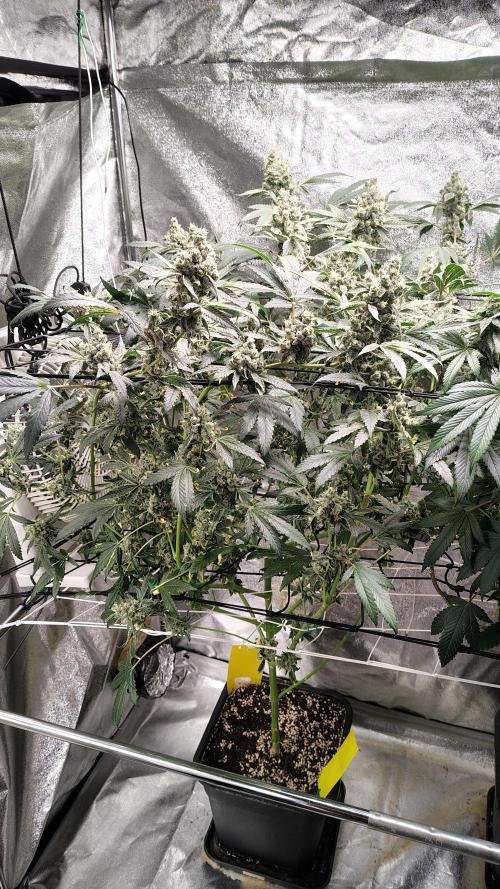 RS11 x Banana OG. Week 14