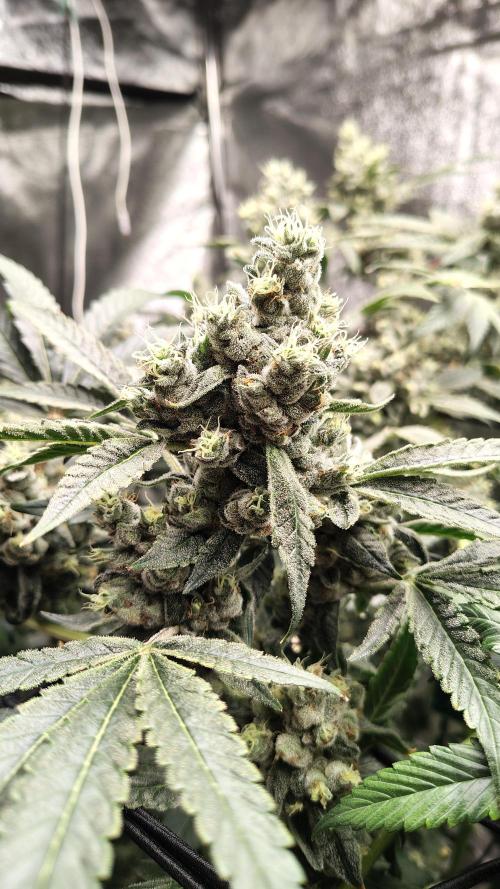 RS11 x Banana OG. Week 14 - 🌸 Final Flower Week – Pre-Harvest / Ripening Complete