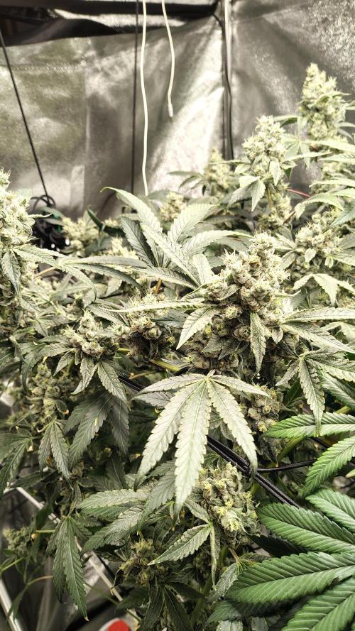 RS11 x Banana OG. Week 14